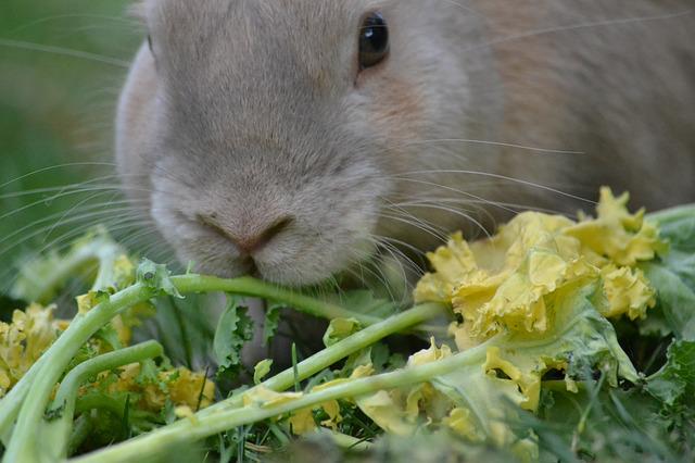 Rabbit eating chicory flower