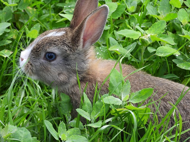 rabbit in a field of pea shoots