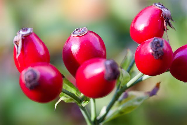 A bunch of unpicked rose hips