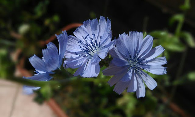 a couple of chicory flower