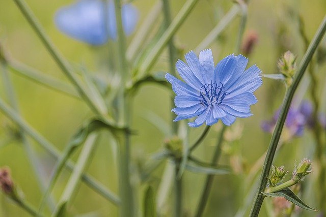 Chicory plant and flower. Can rabbits eat chicory