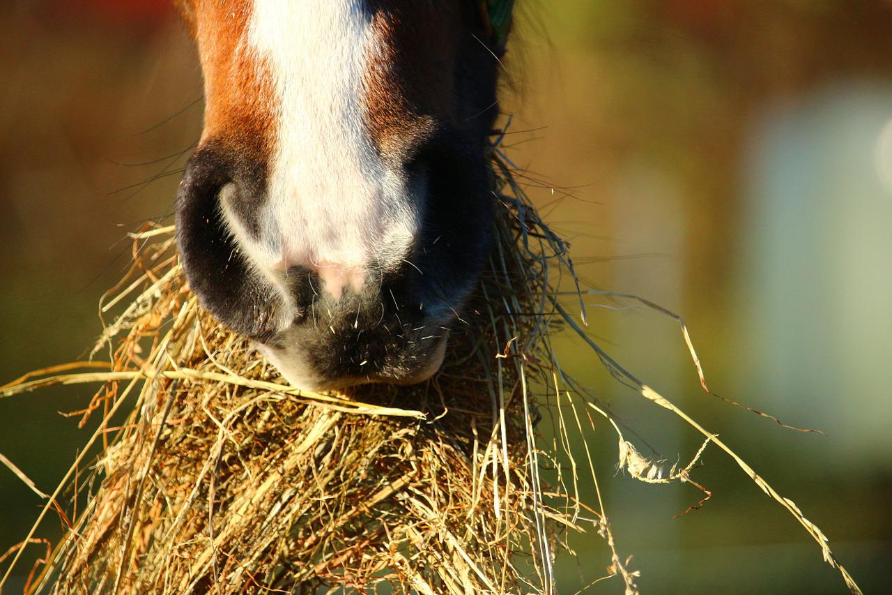 A horse eating a hay. Can rabbits eat horse hay