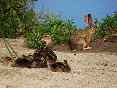 A duck and a rabbit next to each other. Can rabbits eat duck food