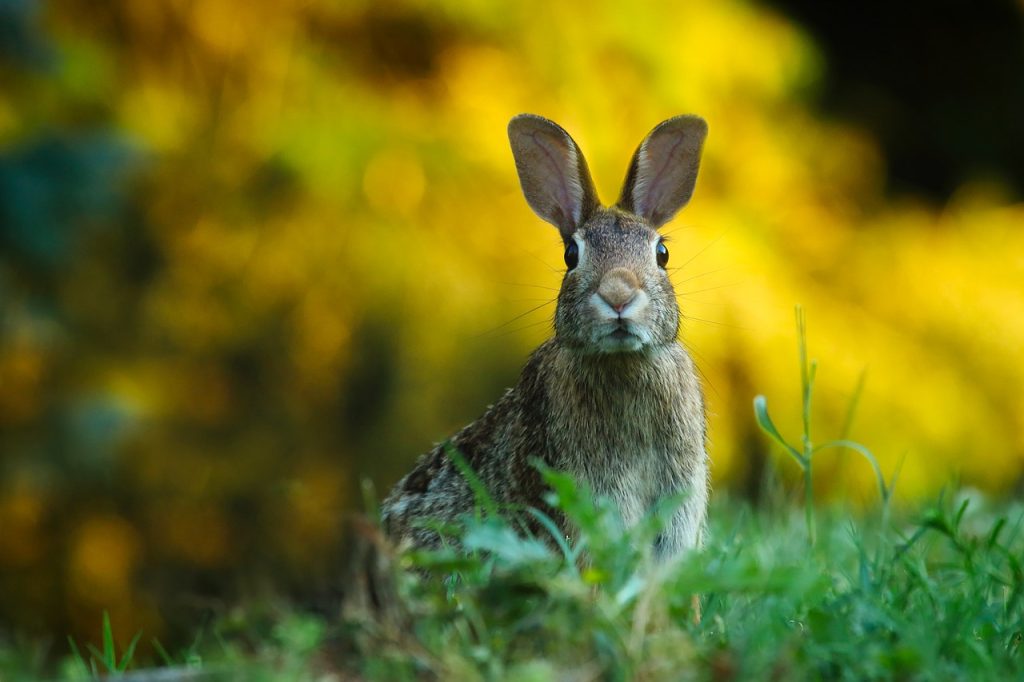 A rabbit standing in grass