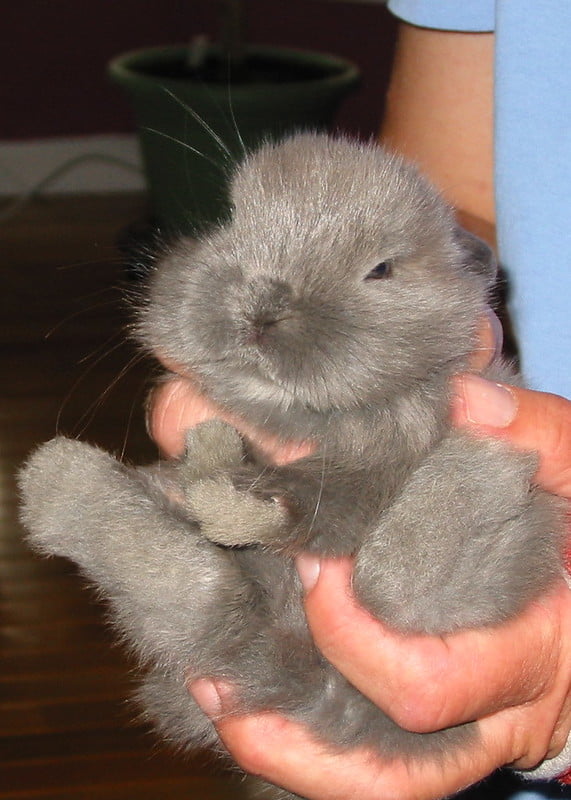 A grey baby rabbit being held on its back like a baby