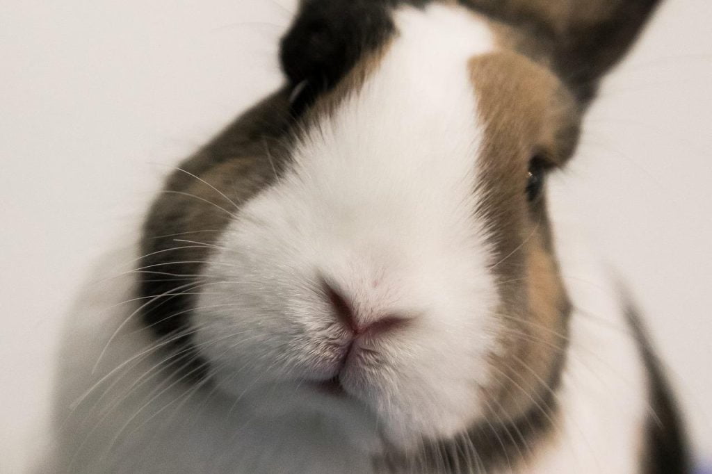 Closeup shot of a rabbit's nose
