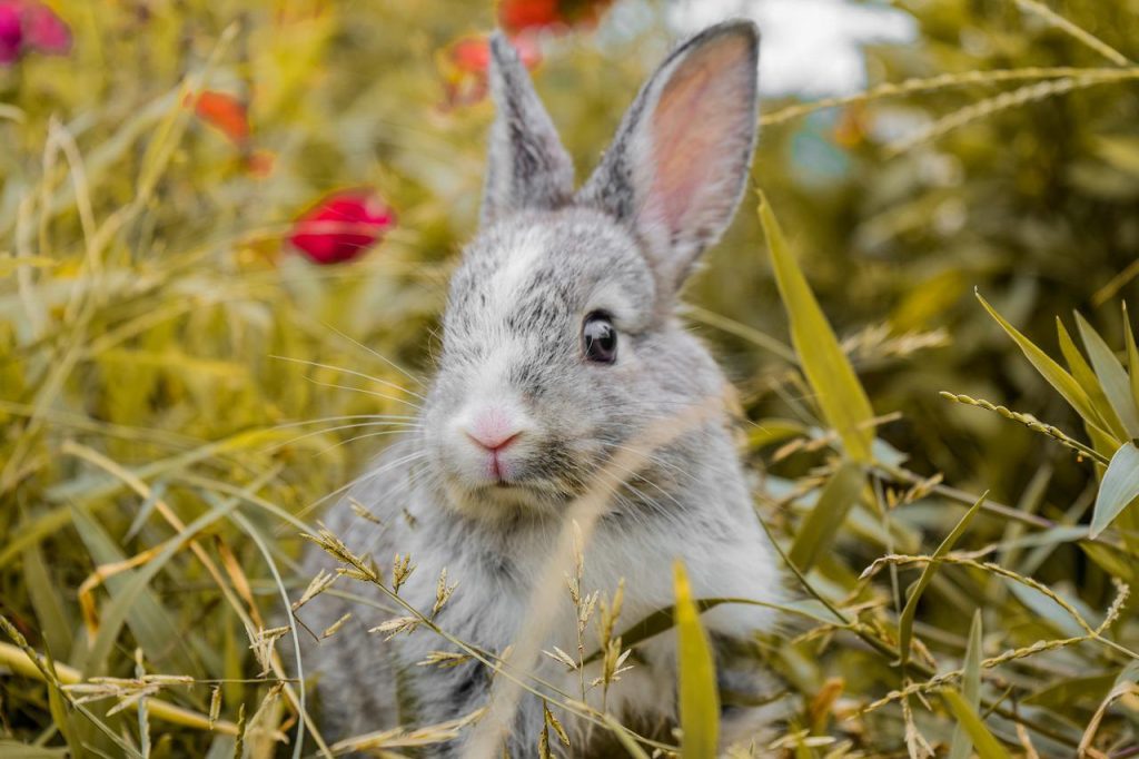 A grey rabbit stading in a field of edamame