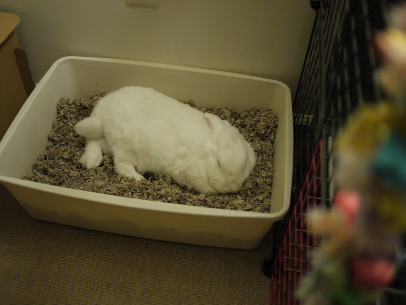 A white rabbit sleeping in its litter box. 