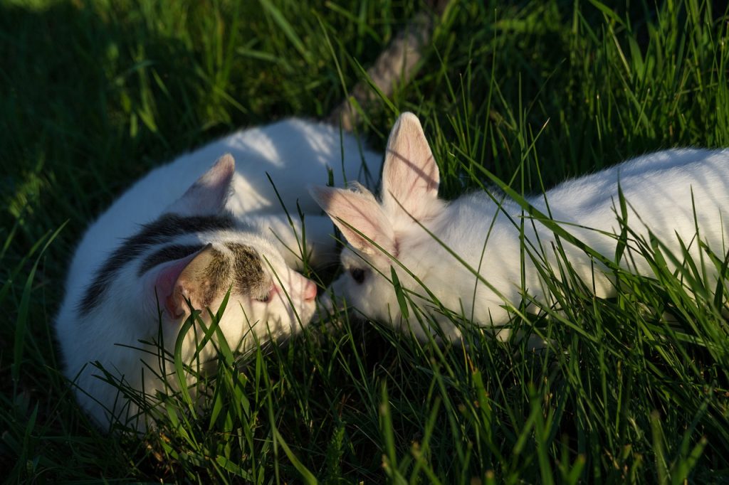 A cat and a rabbit standing in catnip 