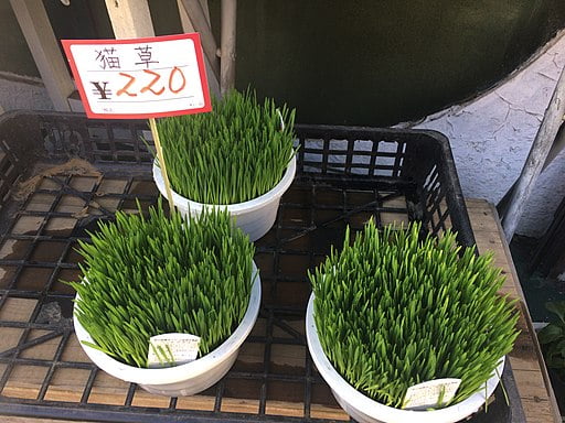 A cat grass in a pot. Can rabbits eat cat grass