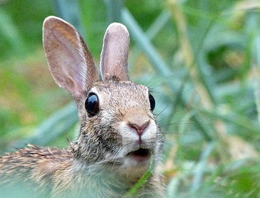 A choking rabbit. rabbit choking