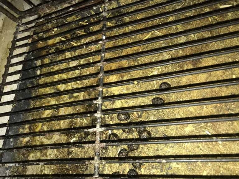 Why Does My Rabbit's Pee Smell Like Ammonia? Bunny Horde