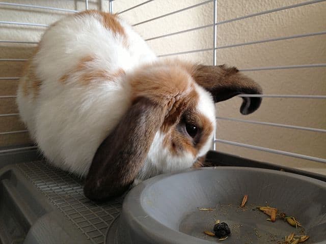 A rabbit drinking water with vinegar. 