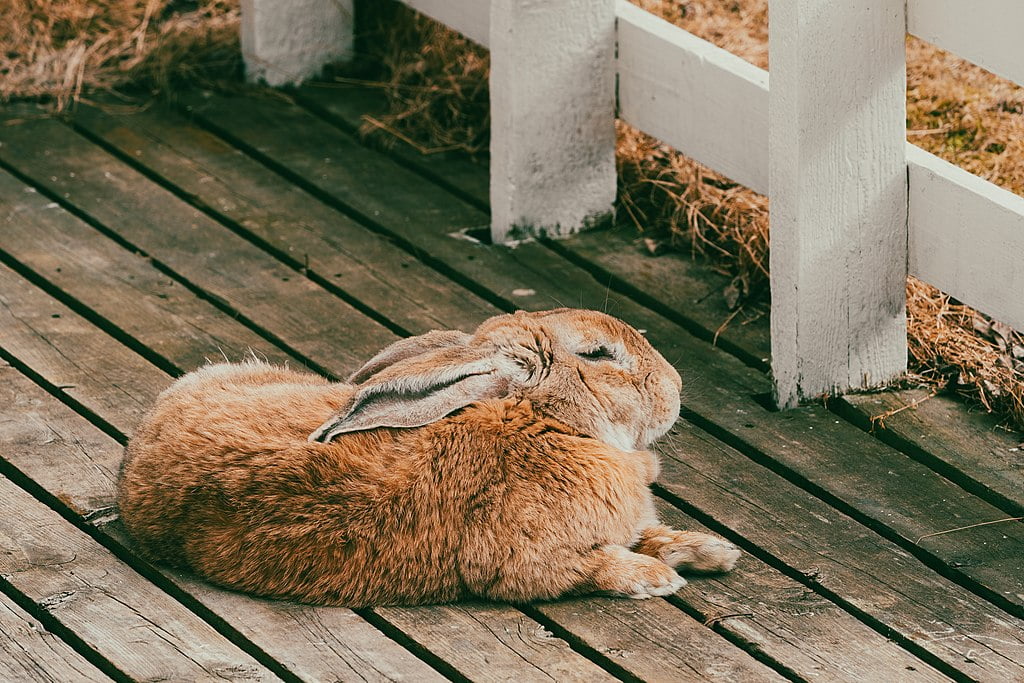 A rabbit sleeping outside. How to wear down rabbits nails