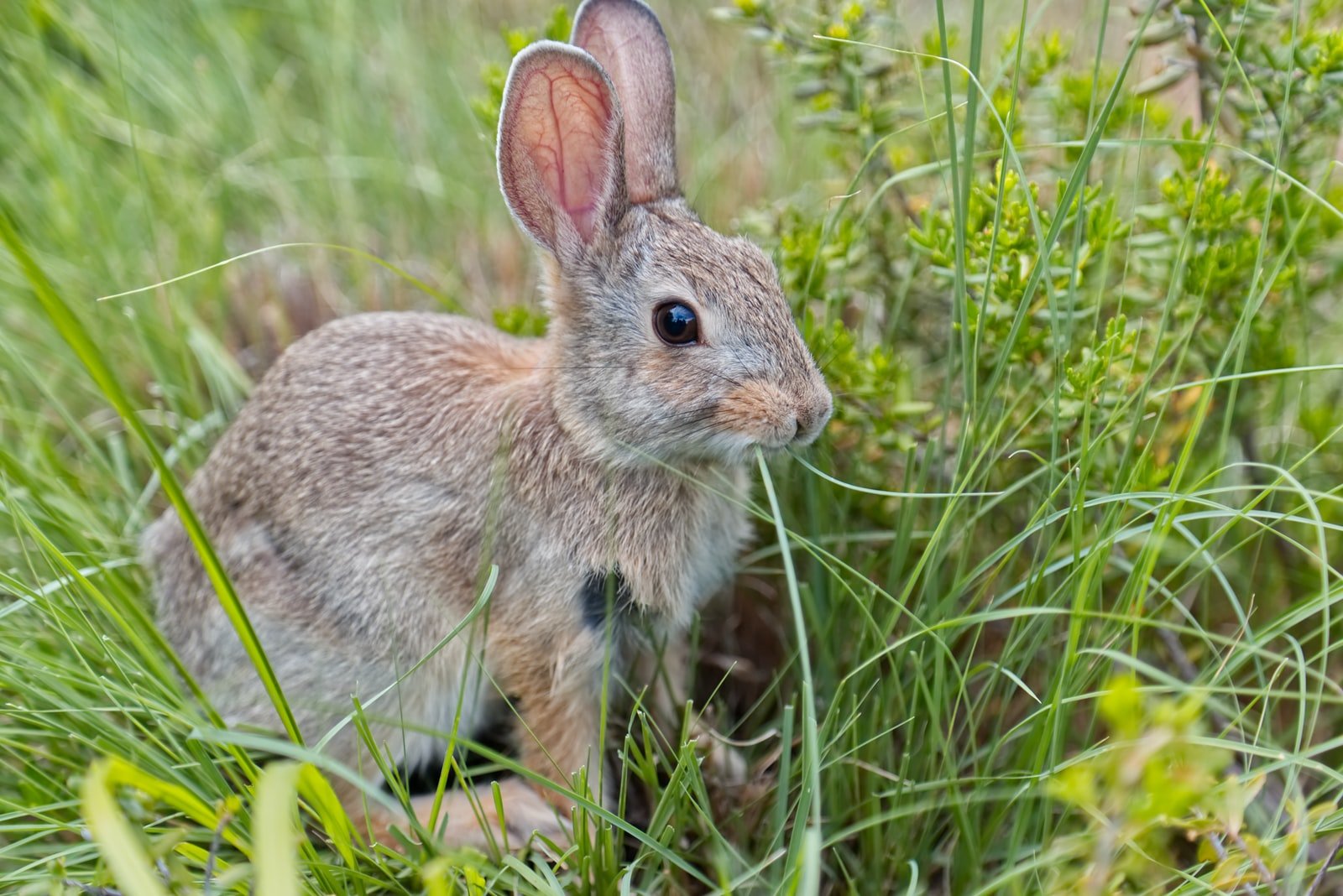 Can Rabbits Eat Green Onions? Here's why not. Bunny Horde