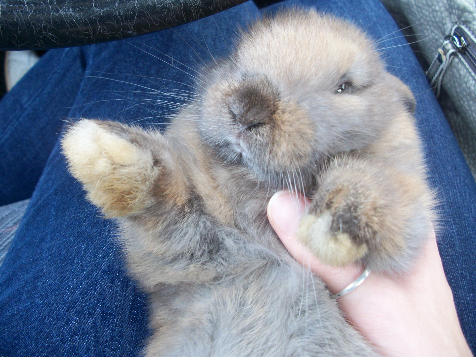 is-it-okay-to-hold-a-rabbit-like-a-baby-bunny-horde