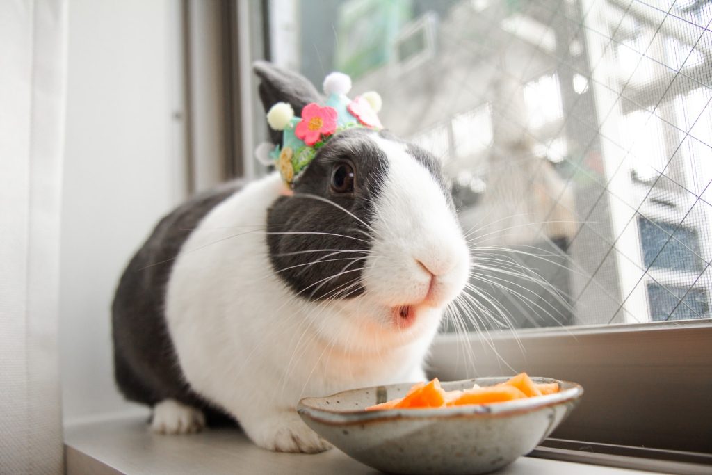 Rabbit eating a much of vegetables.