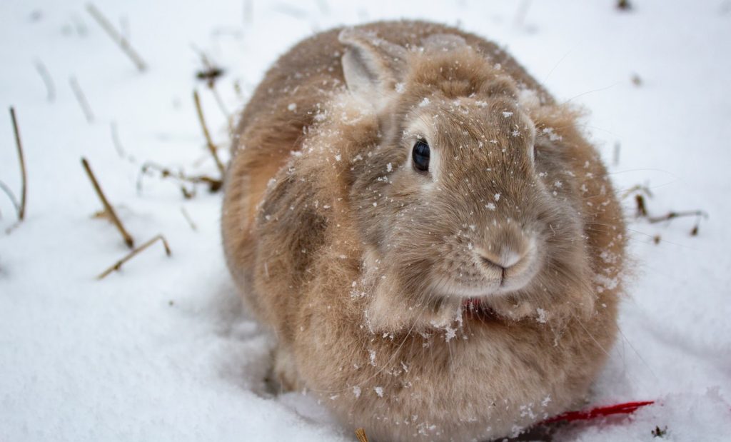 brown rabbit on snow covered ground during daytime