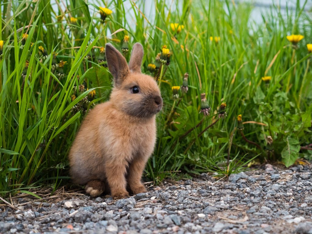 Rabbit standing in millet plant